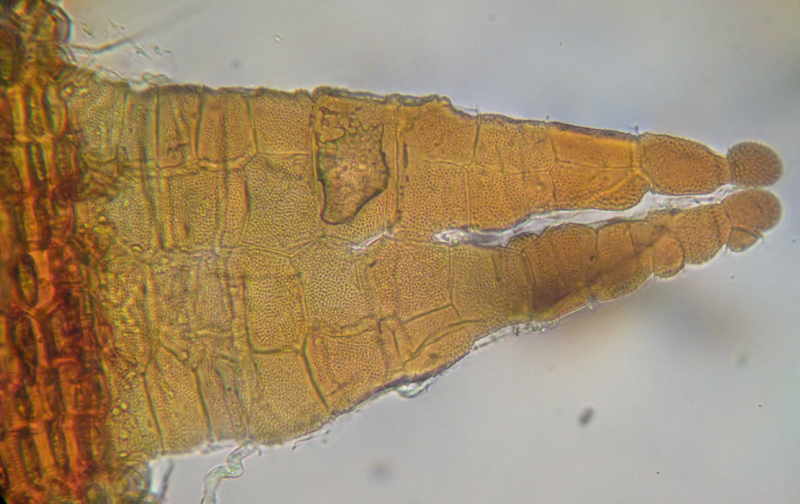 Tetraplodon angustatus